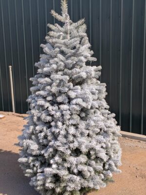 FLOCKED 6–8' Douglas Fir + REFUNDABLE Deposit Tree Stand & Bucket