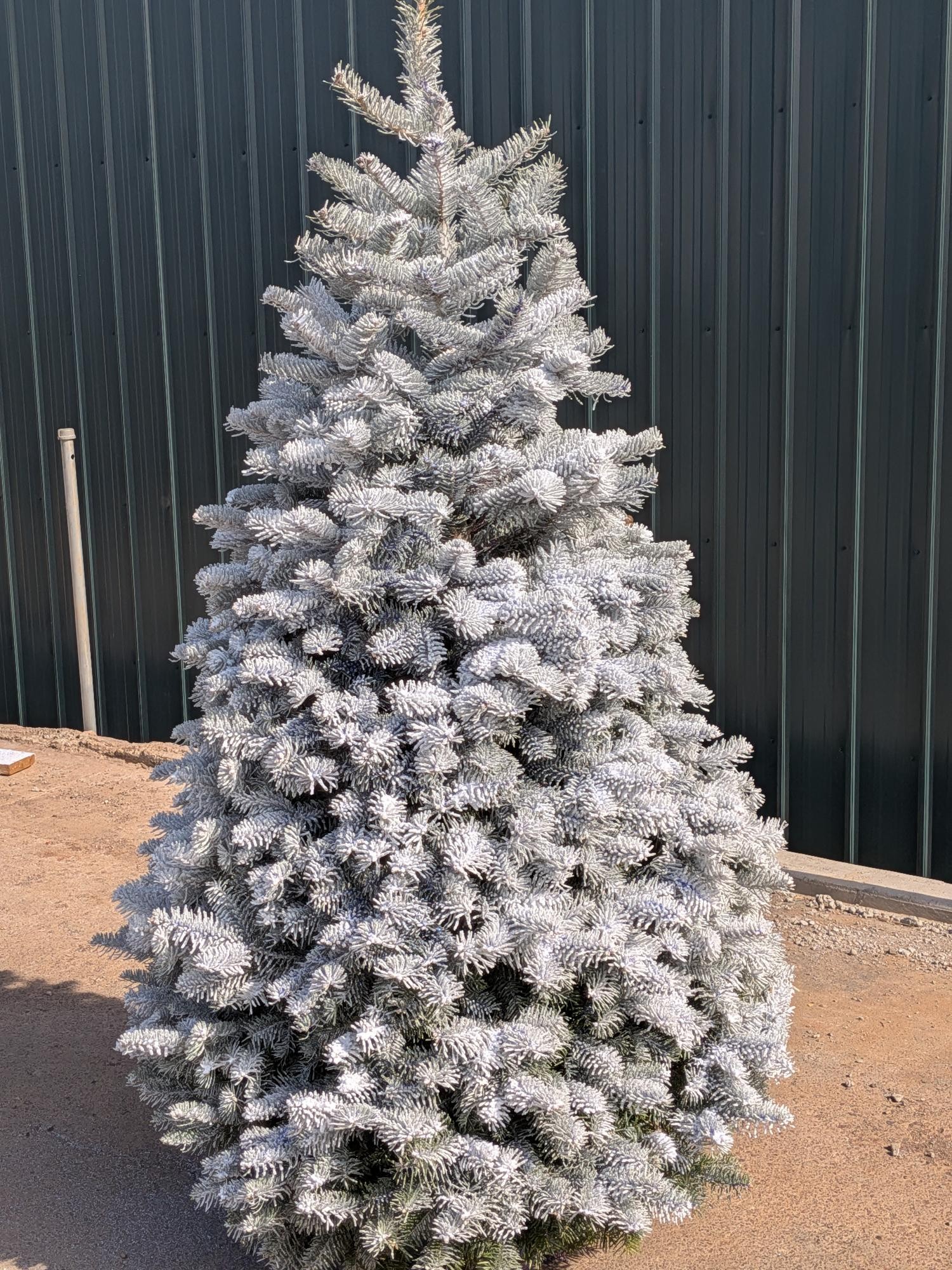 FLOCKED 6–8' Douglas Fir + REFUNDABLE Deposit Tree Stand & Bucket