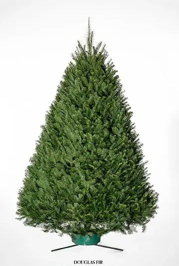 Douglas Fir
